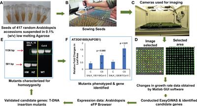 Identification of multiple novel genetic mechanisms that regulate chilling tolerance in Arabidopsis